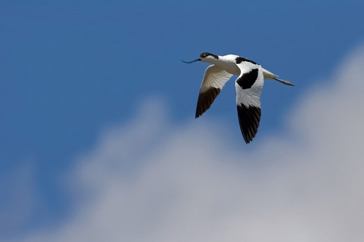 Sbelschnbler Recurvirostra avosetta Pied Avocet